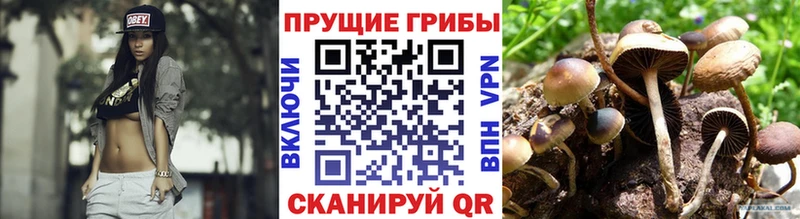 Псилоцибиновые грибы Cubensis Олонец